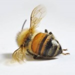 dead bee